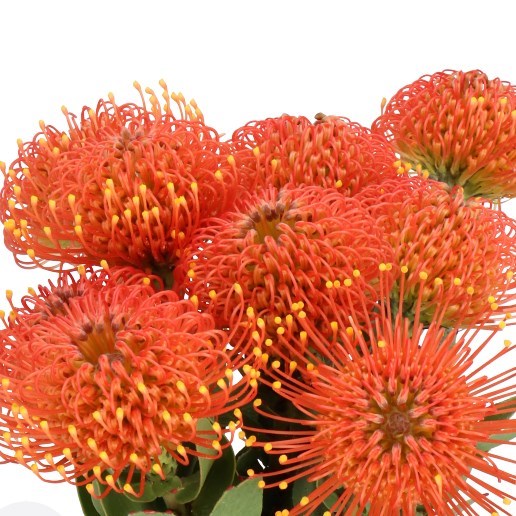 LEUCOSPERMUM GOLD DUST