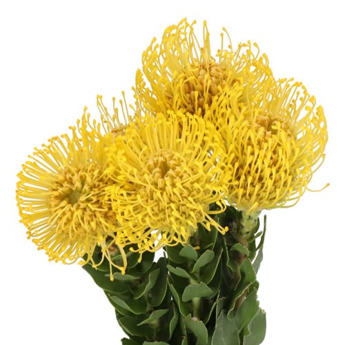 LEUCOSPERMUM HAWAII GOLD