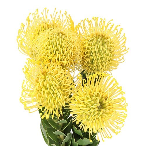 LEUCOSPERMUM HIGH GOLD (GROWER PACK)
