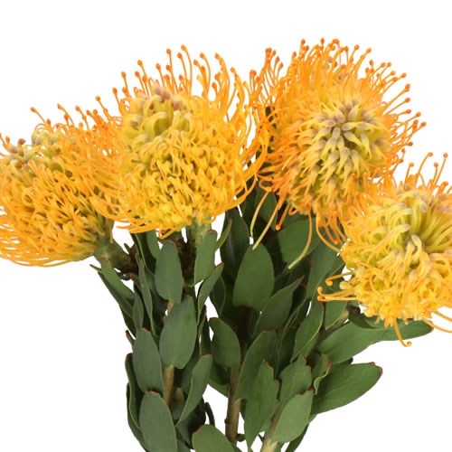 LEUCOSPERMUM JELENA