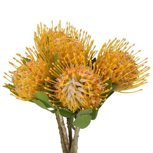 LEUCOSPERMUM JOTI