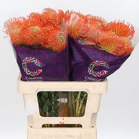 LEUCOSPERMUM NEENA ORANGE