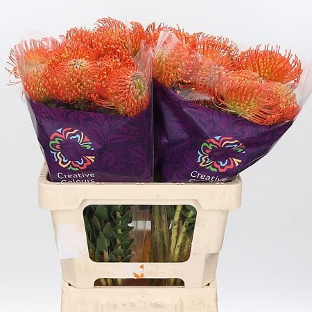 LEUCOSPERMUM NEENA ORANGE