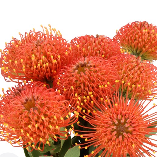 LEUCOSPERMUM GOLD DUST