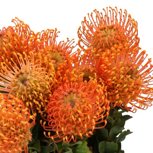 LEUCOSPERMUM PETERCON