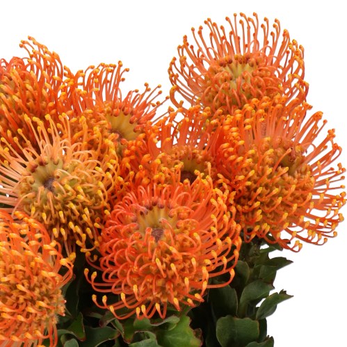  LEUCOSPERMUM PETERCON
