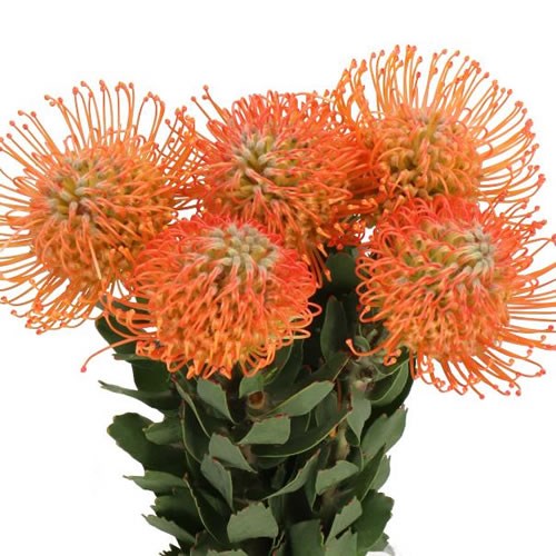 LEUCOSPERMUM QUEEN JULIA