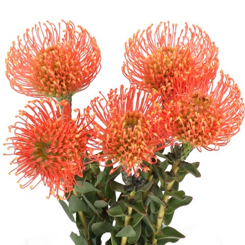 LEUCOSPERMUM SALMON SHIMMER
