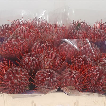 LEUCOSPERMUM SCARLET RIBBON