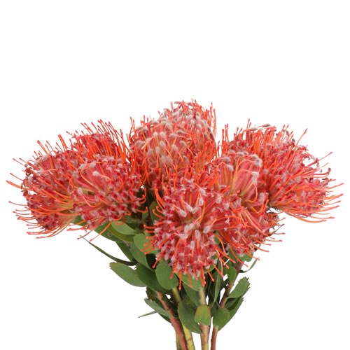 LEUCOSPERMUM SCARLET RIBBON