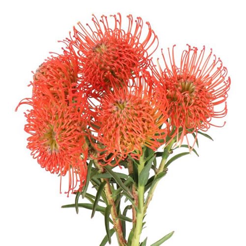 LEUCOSPERMUM SUCCESSION