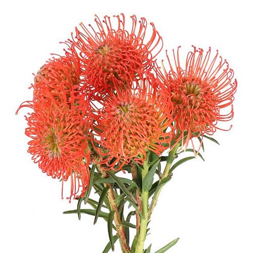 LEUCOSPERMUM SUCCESSION
