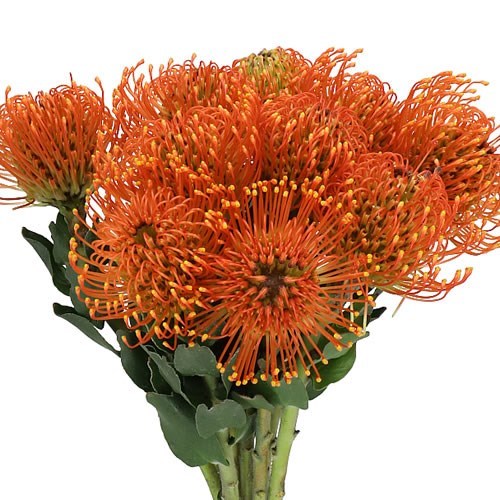LEUCOSPERMUM SUNRISE
