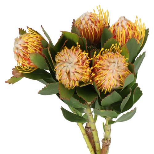  LEUCOSPERMUM VELDFIRE