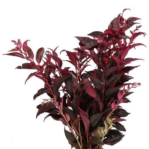 LEUCOTHOE ABSORBED BURGUNDY