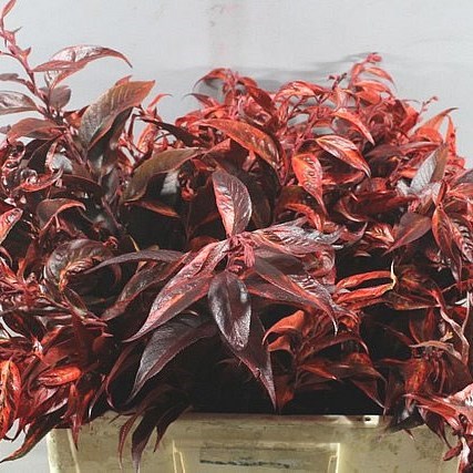 LEUCOTHOE ABSORBED RED