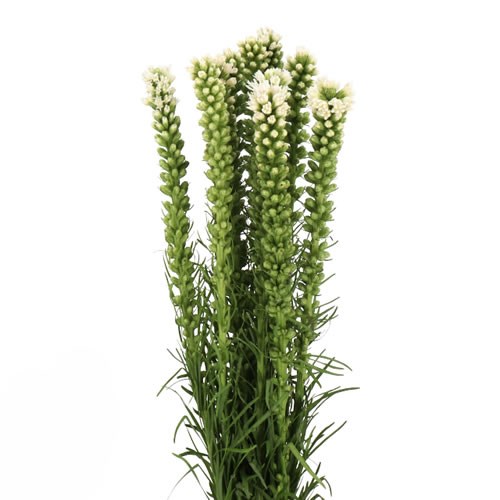 LIATRIS ALBA