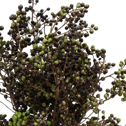 LIGUSTRUM BLACK/GREEN PEARL