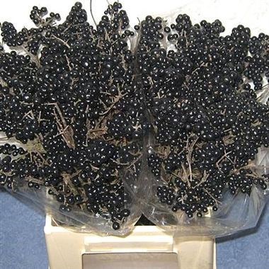 LIGUSTRUM BLACK PEARL 50cm | Wholesale Dutch Flowers & Florist Supplies UK