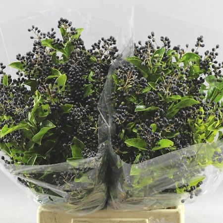 LIGUSTRUM LIBELLE 100cm | Wholesale Dutch Flowers & Florist Supplies UK