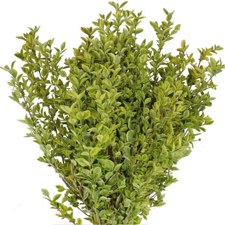 LIGUSTRUM VARIEGATED