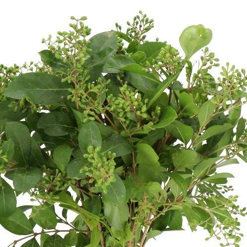 LIGUSTRUM WINTER JEWEL