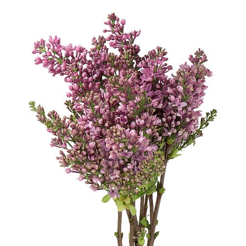 LILACS DARK KOSTER - 2 HDS