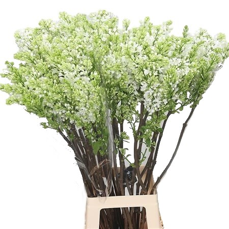 LILACS ENGLER WEISSEN TRAUM - 4 HDS