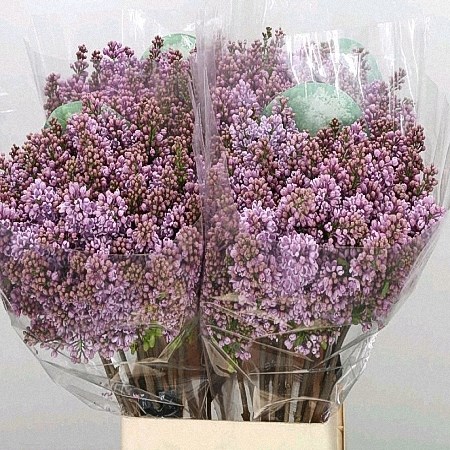 LILACS HUGO KOSTER - 2 HDS