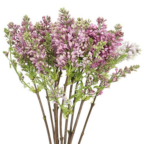 LILACS LAVENDER (BQT GRADE)