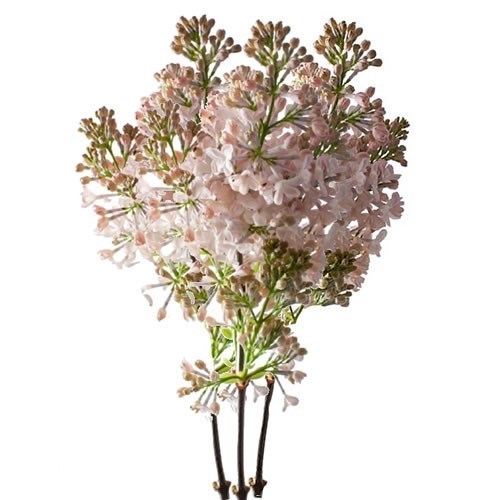 LILACS MAIDEN'S BLUSH - 4 BUDS
