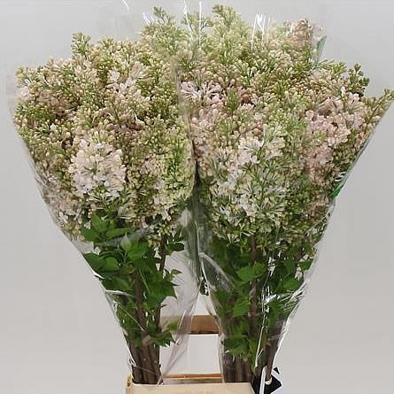 LILACS MAIDEN'S BLUSH