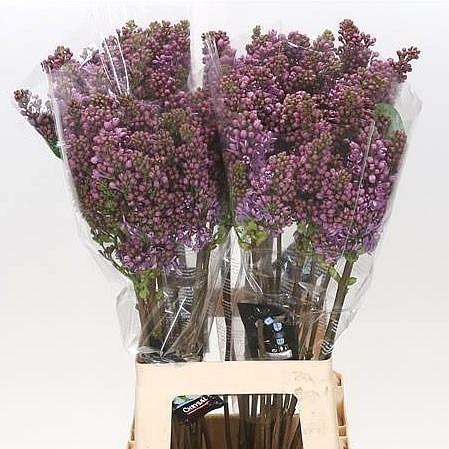 LILACS RUHM VON HORSTENSTEIN - 6 BUDS