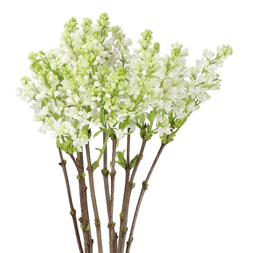 LILACS WHITE (BQT GRADE)