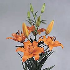 LILY ASIATIC BRUNELLO