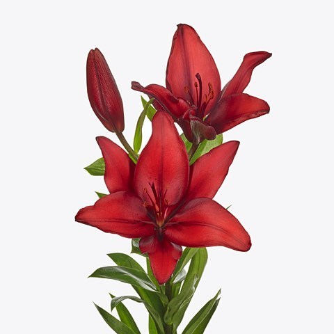 LILY ASIATIC DUCATI