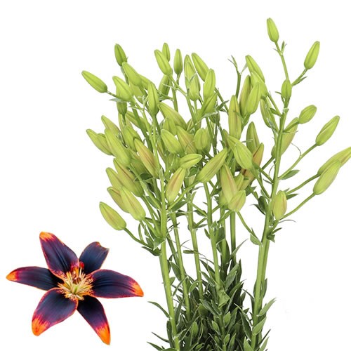LILY ASIATIC FOREVER SUSAN