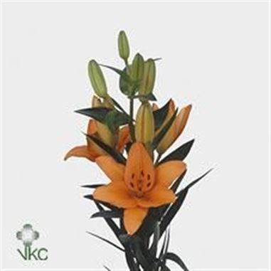LILY ASIATIC HERAKLION