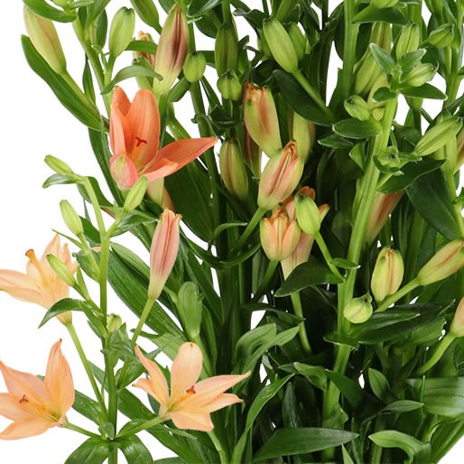 LILY ASIATIC PINK COCOTTE