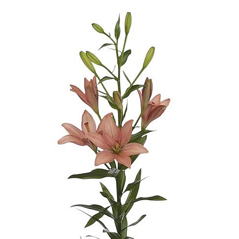 LILY ASIATIC PINK COCOTTE