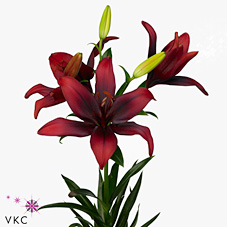 LILY ASIATIC FOREIGNER