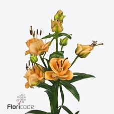 LILY LA. APRICOT FUDGE