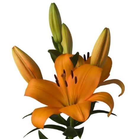 LILY LA. BANDOLERO