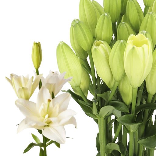LILY LA. BELVEDERE