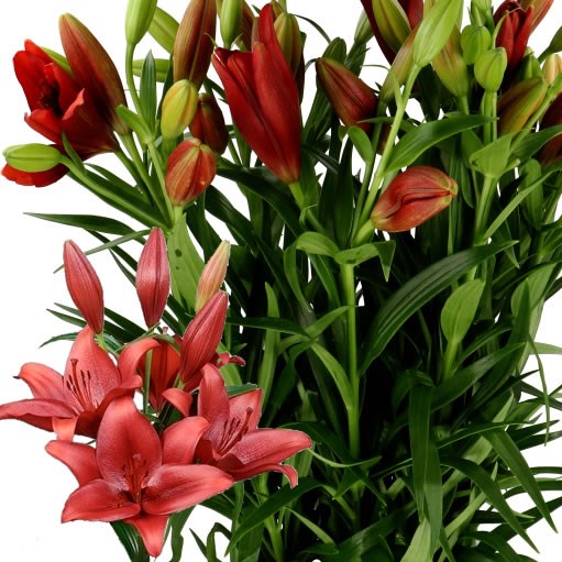 LILY LA. CALABRIA