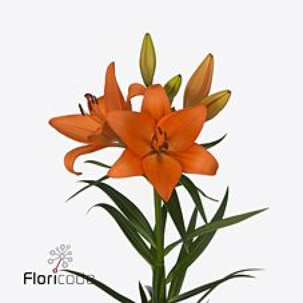 LILY LA. CORALLO