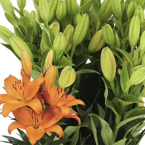 LILY LA. CORTONA