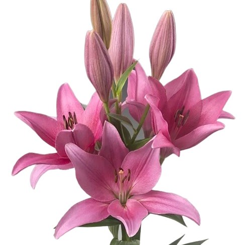 LILY LA DAM SQUARE 100cm 5+ | Wholesale Dutch Flowers