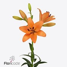 LILY LA. DUNES