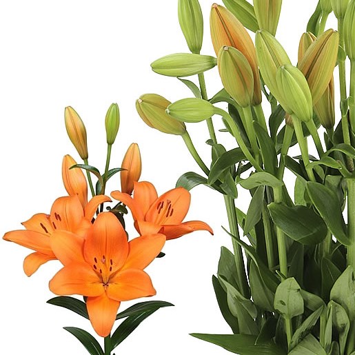 LILY LA. FARINELLA